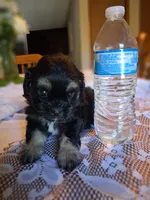 Daisy, a female Cavapoo and Shih Tzu for sale in Emlenton, PA – 1 of 5