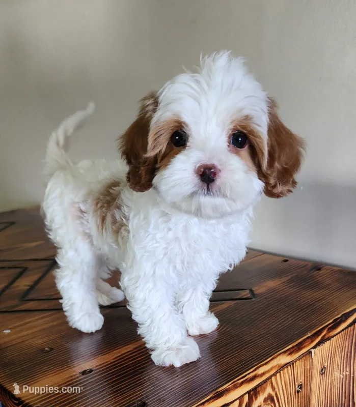 Bubbles – Cavapoo puppy for sale in Emlenton, PA
