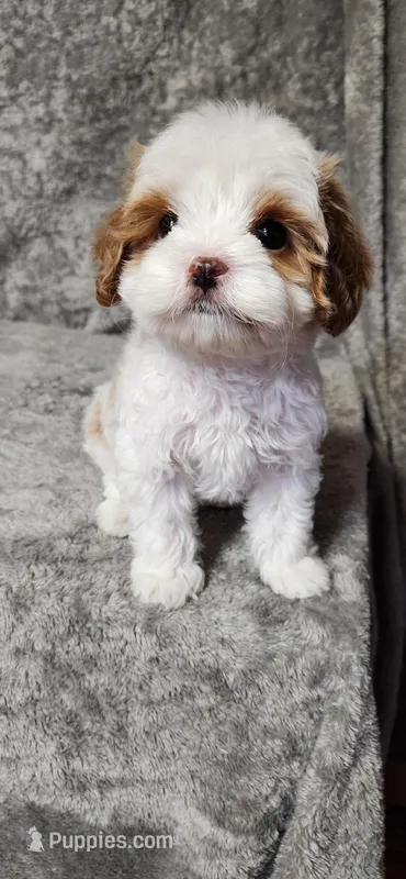 Bubbles – Cavapoo puppy for sale in Emlenton, PA