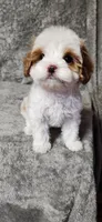 Bubbles, a male Cavapoo for sale in Emlenton, PA – Photo 1 of 4