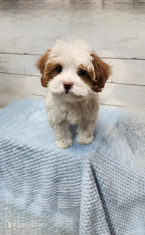 Bubbles – Cavapoo puppy on hold in Emlenton, PA