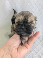 Harry, a male Cavapoo and Shih Tzu for sale in Emlenton, PA – 3 of 6