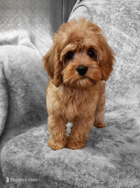Hershey – Cavapoo puppy for sale in Emlenton, PA