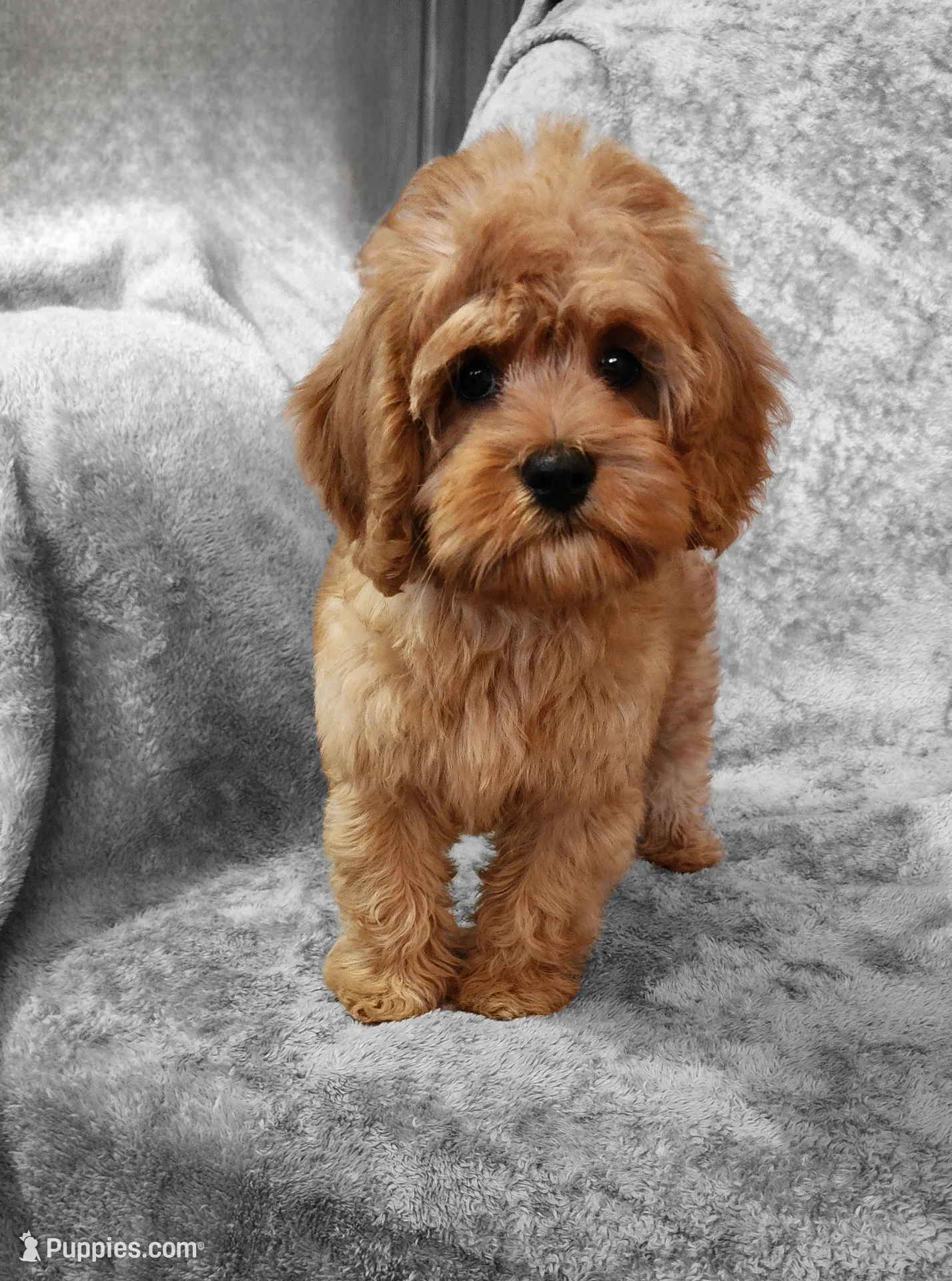 Hershey, a male Cavapoo for sale in Emlenton, PA – Photo 1 of 7