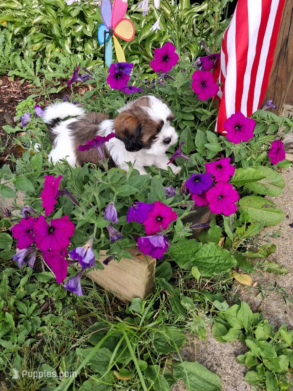 Barlie – Shih Tzu puppy for sale in Emlenton, PA