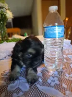 Daisy, a female Cavapoo and Shih Tzu for sale in Emlenton, PA – 4 of 5