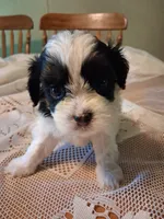Charlie, a male Cavapoo for sale in Emlenton, PA – 3 of 5