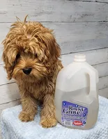 Hersh, a male Cavapoo for sale in Emlenton, PA – 5 of 7