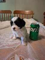 Charlie, a male Cavapoo for sale in Emlenton, PA – 2 of 5