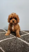 Snuggy, a male Cavapoo for sale in Emlenton, PA – 10 of 10
