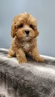 Smorey , a male Cavapoo for sale in Emlenton, PA – 9 of 10