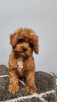 Snuggy, a male Cavapoo for sale in Emlenton, PA – 2 of 10