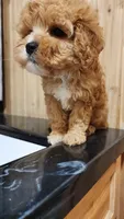 Smore, a male Cavapoo for sale in Emlenton, PA – 4 of 4