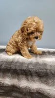 Smorey , a male Cavapoo for sale in Emlenton, PA – 10 of 10
