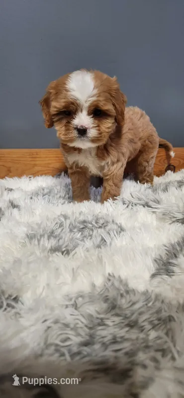 Zeus – Cavapoo puppy for sale in Emlenton, PA