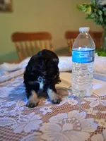 Daisy, a female Cavapoo and Shih Tzu for sale in Emlenton, PA – 5 of 5