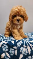 Smorey , a male Cavapoo for sale in Emlenton, PA – 6 of 10