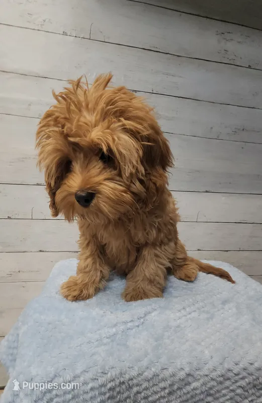 Hershey – Cavapoo puppy for sale in Emlenton, PA