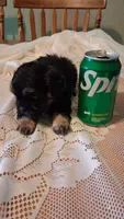 Daisy, a female Cavapoo and Shih Tzu for sale in Emlenton, PA – 3 of 5