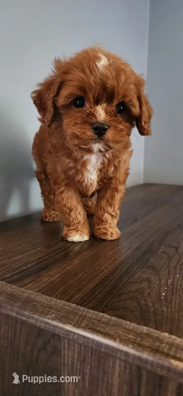 Darla – Cavapoo puppy for sale in Emlenton, PA