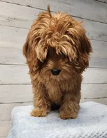 Hersh, a male Cavapoo for sale in Emlenton, PA – 6 of 7