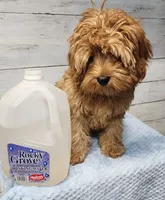 Hersh, a male Cavapoo for sale in Emlenton, PA – 2 of 7