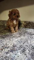 Snuggy, a male Cavapoo for sale in Emlenton, PA – 3 of 3