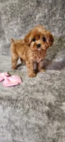 Diamond , a female Cavapoo for sale in Emlenton, PA – Photo 8 of 8