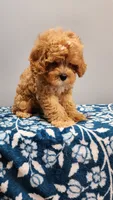 Smorey , a male Cavapoo for sale in Emlenton, PA – 8 of 10