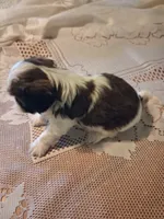 Charlie, a male Cavapoo for sale in Emlenton, PA – 4 of 5