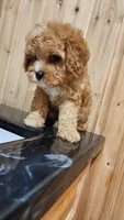 Smore, a male Cavapoo for sale in Emlenton, PA – 3 of 4