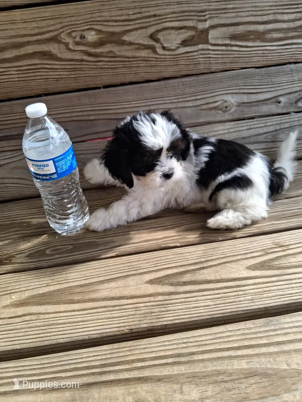 Charlie – Cavapoo puppy for sale in Emlenton, PA
