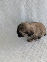 Harry, a male Cavapoo and Shih Tzu for sale in Emlenton, PA – 6 of 6