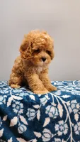 Smorey , a male Cavapoo for sale in Emlenton, PA – 3 of 10