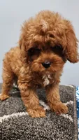 Snuggy, a male Cavapoo for sale in Emlenton, PA – 7 of 10