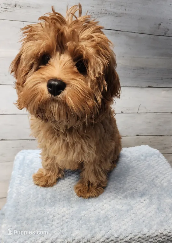 Hersh – Cavapoo puppy for sale in Emlenton, PA