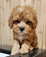 Smore, a male Cavapoo for sale in Emlenton, PA – 2 of 4