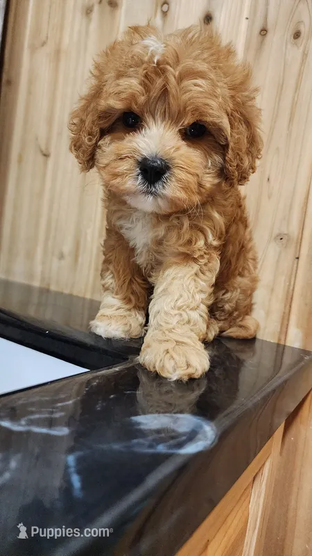 Smore – Cavapoo puppy for sale in Emlenton, PA