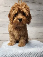 Hersh, a male Cavapoo for sale in Emlenton, PA – 7 of 7