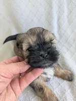 Harry, a male Cavapoo and Shih Tzu for sale in Emlenton, PA – 2 of 6