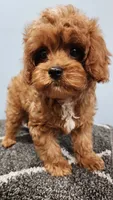 Snuggy, a male Cavapoo for sale in Emlenton, PA – 8 of 10