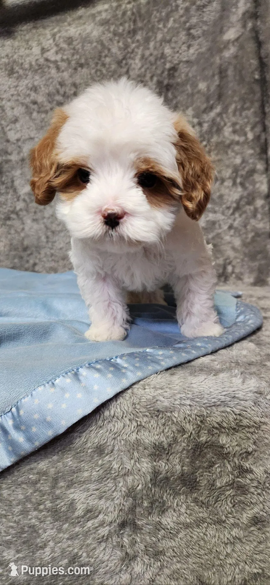 Bubbles, a male Cavapoo for sale in Emlenton, PA – Photo 3 of 4