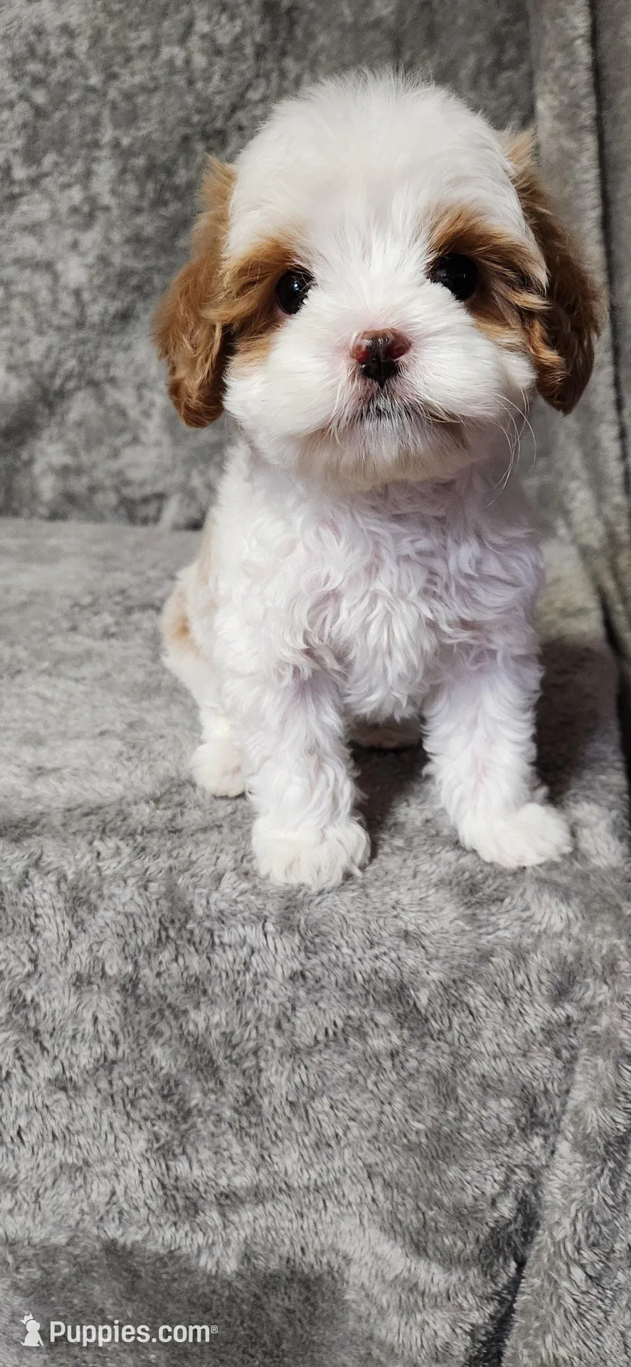 Bubbles, a male Cavapoo for sale in Emlenton, PA – Photo 2 of 4