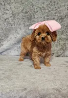 Diamond , a female Cavapoo for sale in Emlenton, PA – Photo 3 of 8