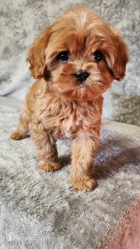 Diamond , a female Cavapoo for sale in Emlenton, PA – Photo 1 of 8