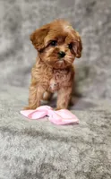 Diamond , a female Cavapoo for sale in Emlenton, PA – Photo 6 of 8