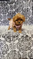 Diamond , a female Cavapoo for sale in Emlenton, PA – Photo 7 of 8