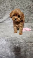 Diamond , a female Cavapoo for sale in Emlenton, PA – Photo 4 of 8