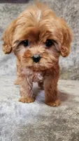 Diamond , a female Cavapoo for sale in Emlenton, PA – Photo 2 of 8