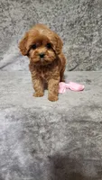 Diamond , a female Cavapoo for sale in Emlenton, PA – Photo 5 of 8